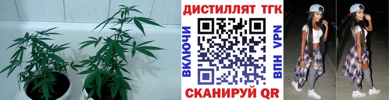 Купить  Урус-Мартан  Дистиллят ТГК концентрат 